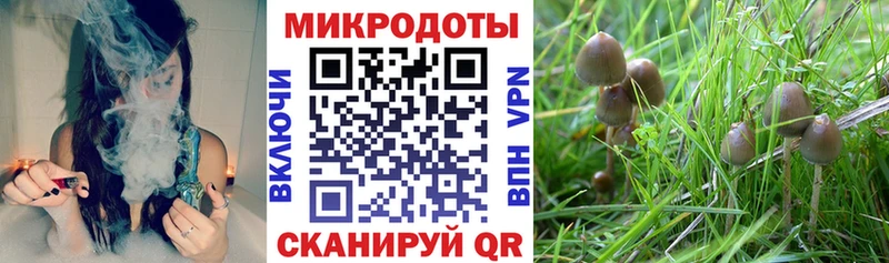 Псилоцибиновые грибы Cubensis  кракен   Чулым 